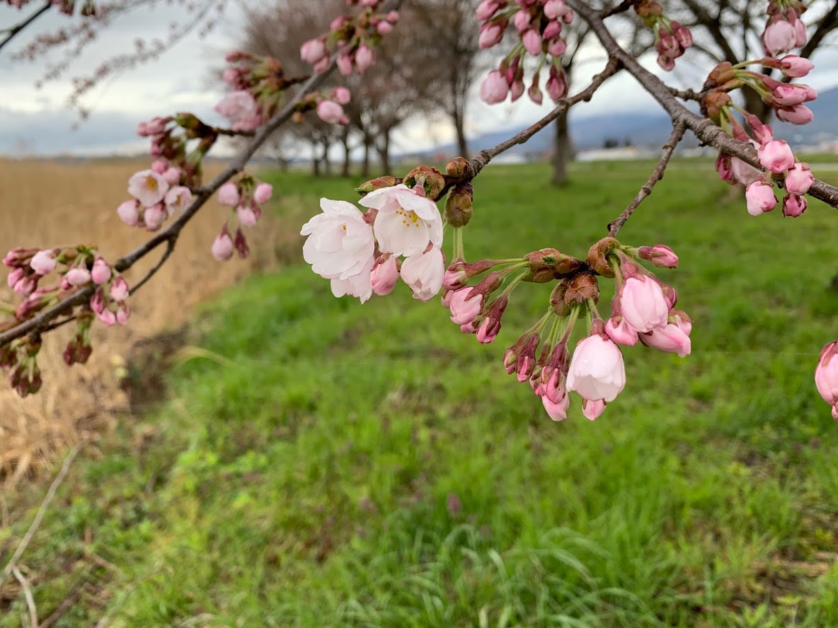 春のお知らせ